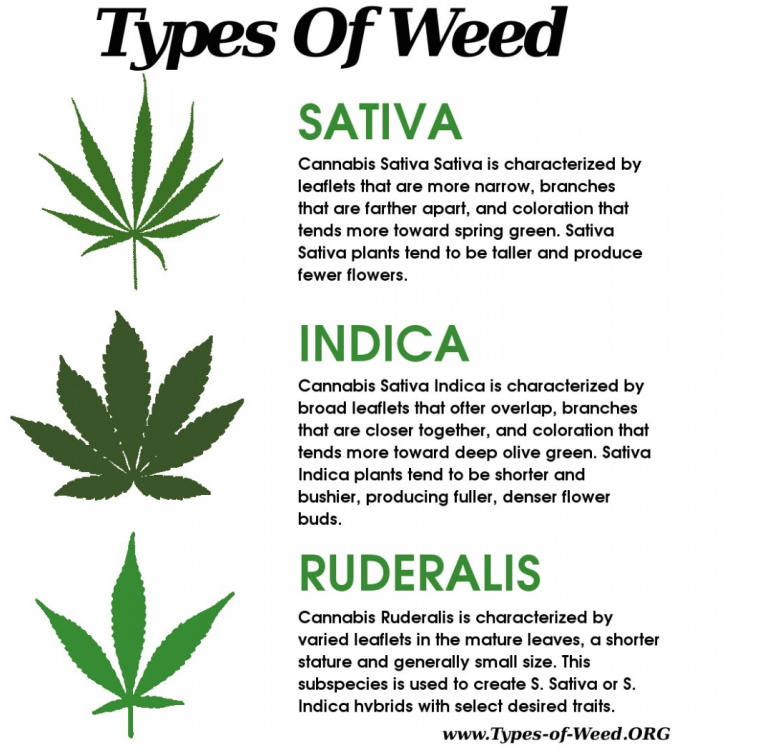 Types of weed- Sativa, indica, ruderalis.png