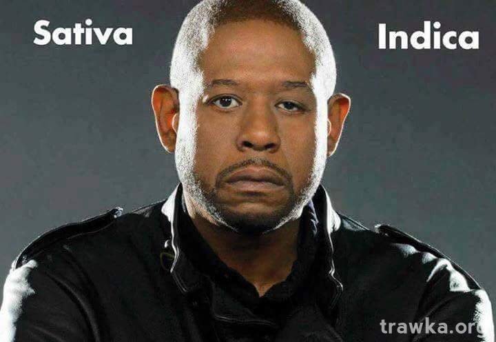 large.forest-whitaker-sativa-indica-weed