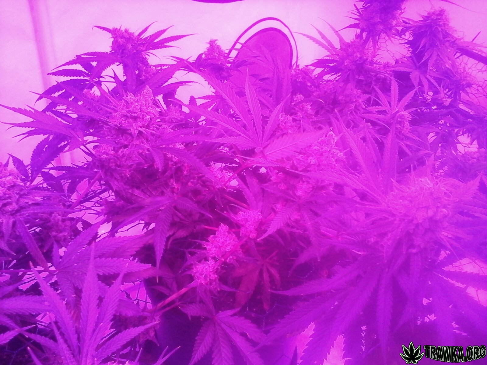 Big Kush od Dinafem Led