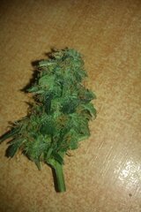 IMAG0801.jpg