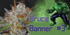 Bruce-Banner-3#.jpg