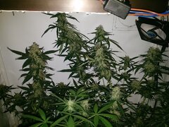 day51f.jpg