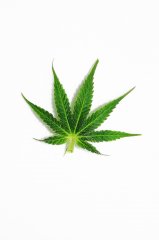 piękny liść marihuany