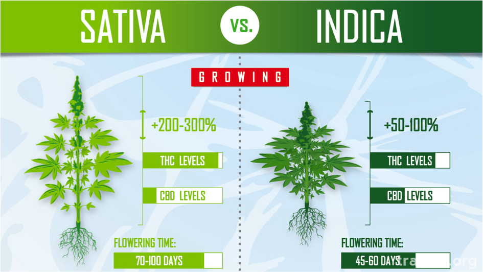 large.Sativa_Vs_Indica_Flowering_time.pn