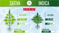 Sativa-Vs-Indica-Flowering-time.png