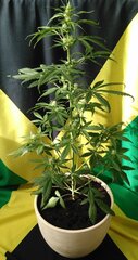 Hawaiana-12-12-from-seed.jpg