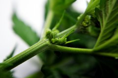 Marihuana, konopie określenie płci - roślina męska