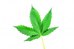 Liść marihuany - liść konopi