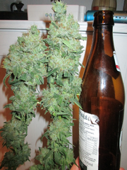 Herijuana harvest