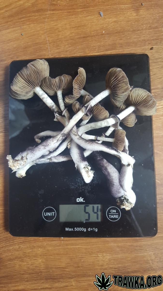 Growkit Psilosybe Cubensis Mexican