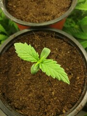 2_Auto_Speed _Bud_Female_Seeds_dzien_6.jpg