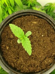 1_Auto_Speed _Bud_Female_Seeds_dzien_6.jpg