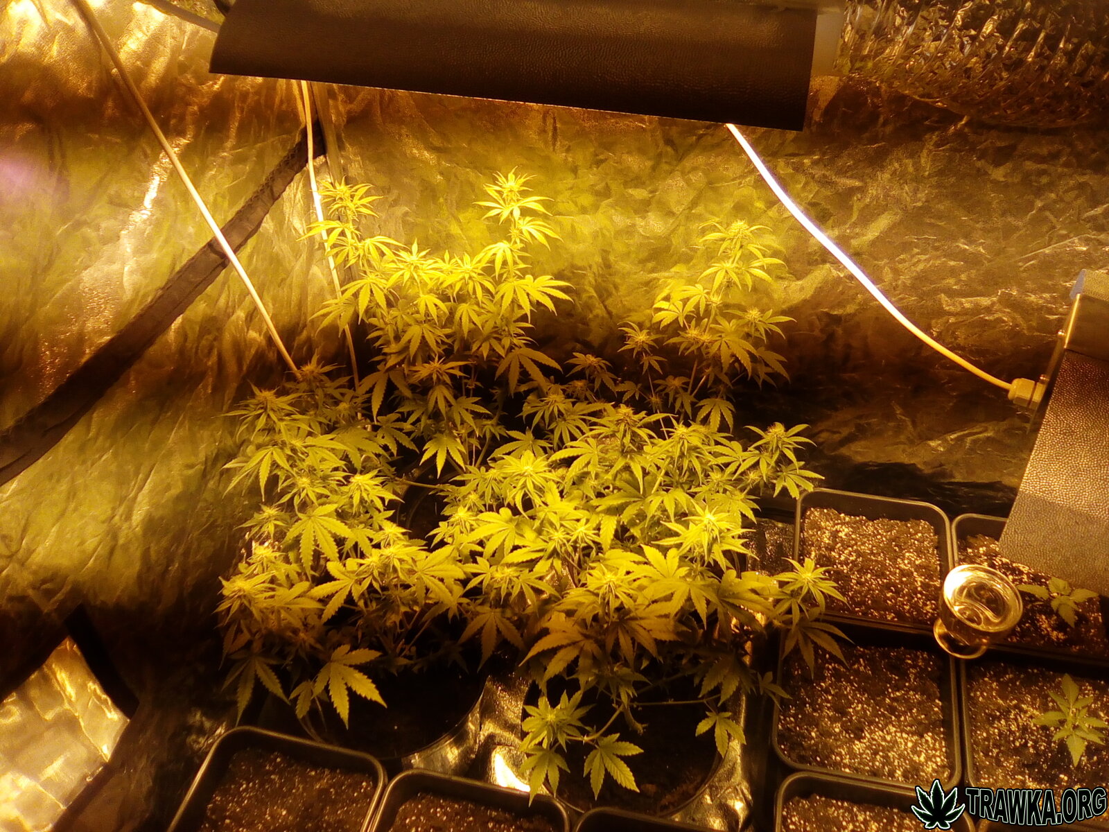 HPS 250W | Quick One, Royal Kush Auto, Diesel Auto, Royal Jack Auto, Royal Bluematic