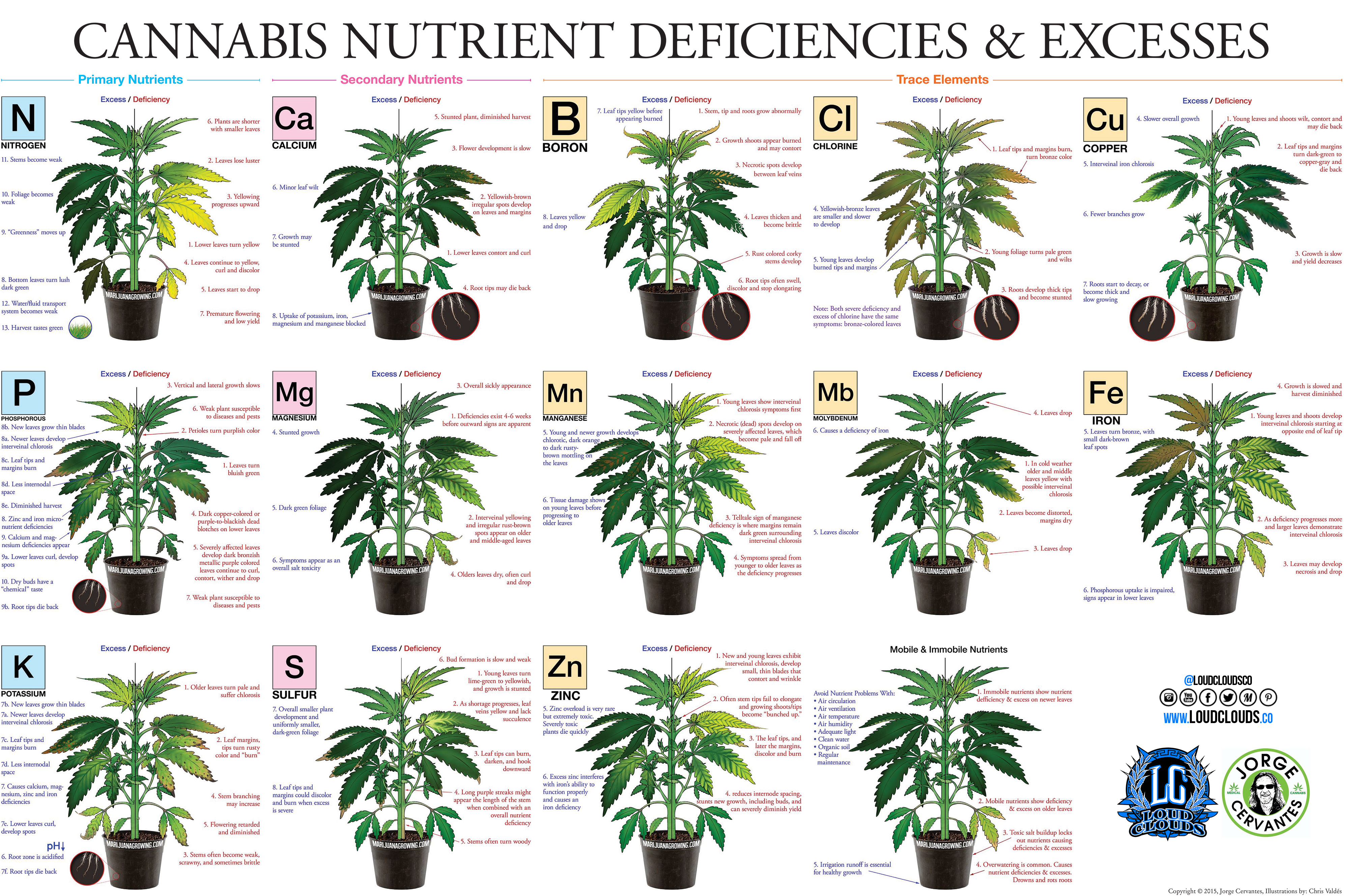 marijuana-deficiency-chart-jorge-cervantes.jpg.3da00c9e4d0fd097185924906109c3d1.jpg