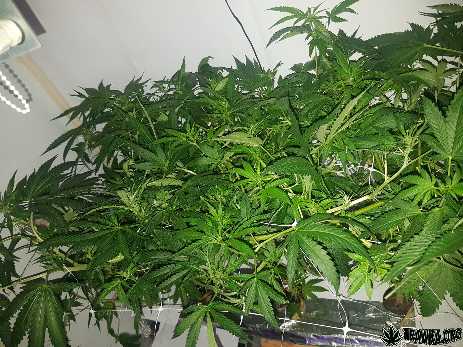 NFT super lemon haze flowering ponad 10 dni