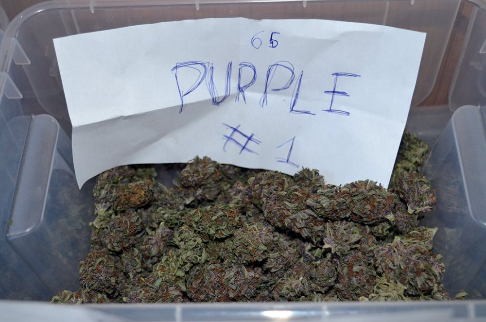 purple 1.jpg