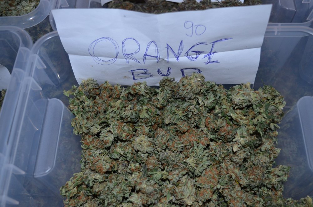 Orange Bud.JPG