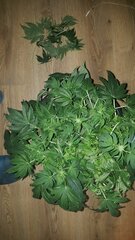 20190228_070838.jpg