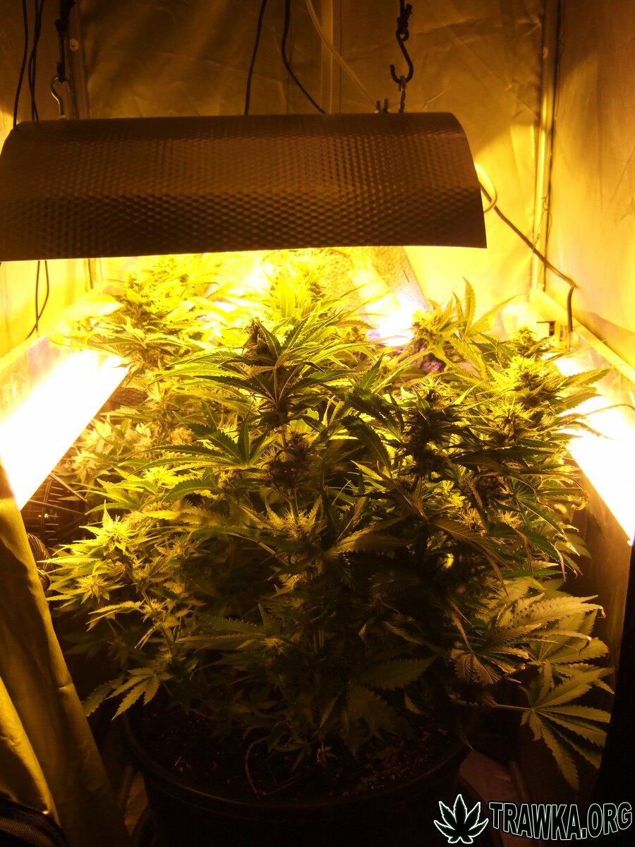 Amnesia Haze + Jack Herer