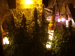 DSCF3212.JPG