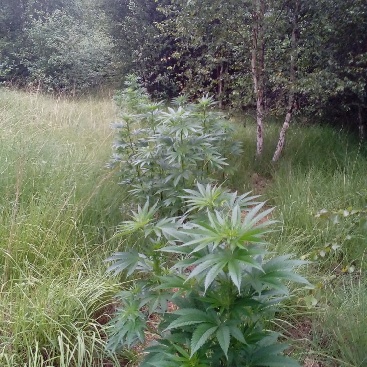 hideandseed.nl-nasiona marihuany.jpg