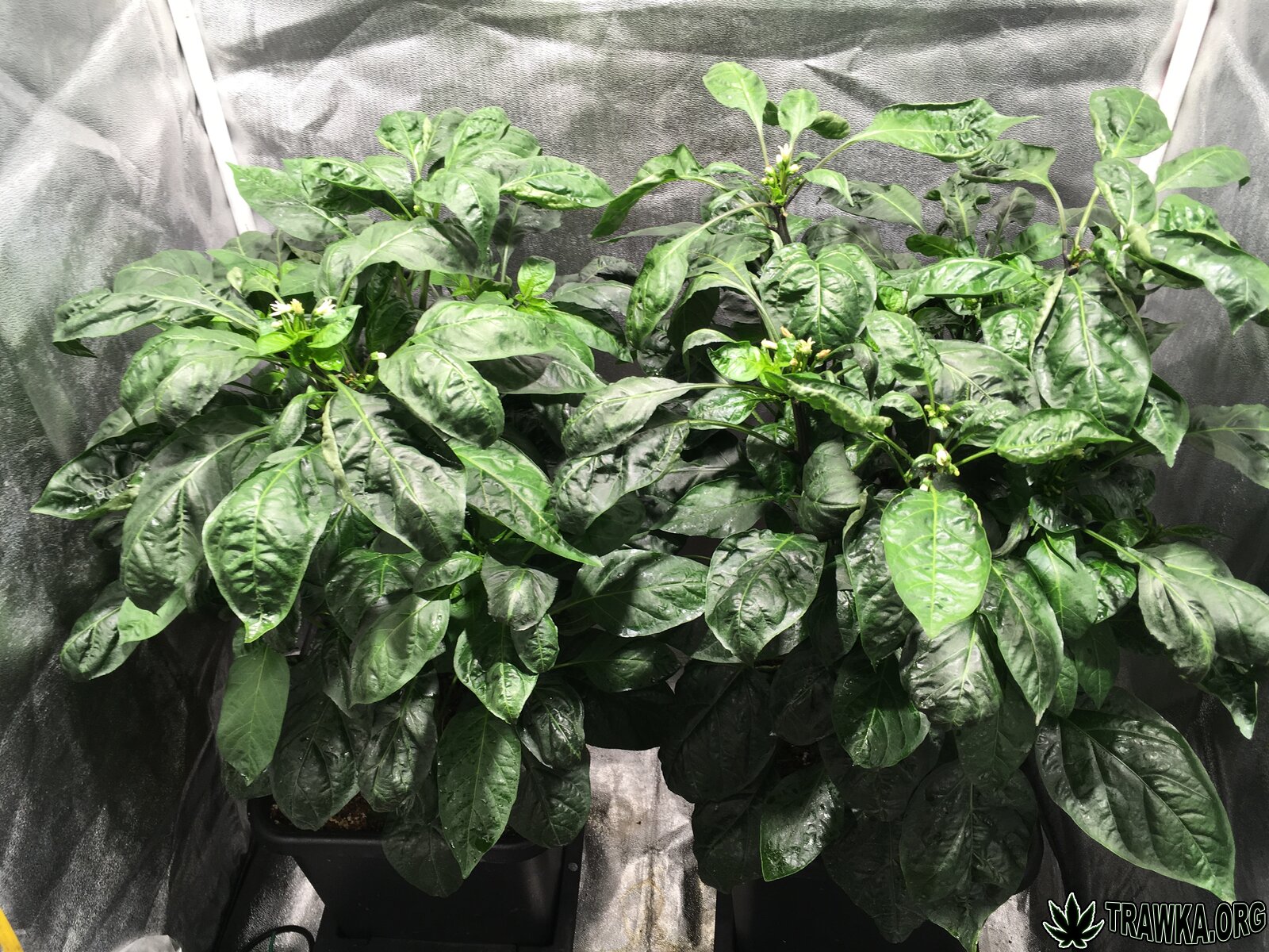 Carolina Reaper