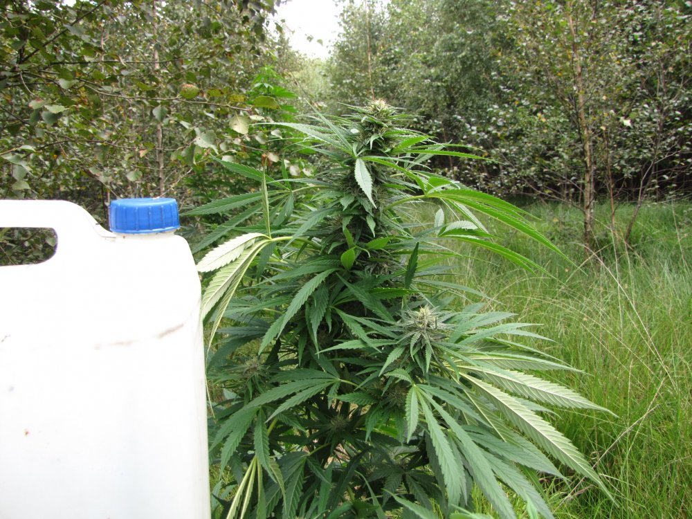 hideandseed.nl-nasiona marihuany 6.JPG