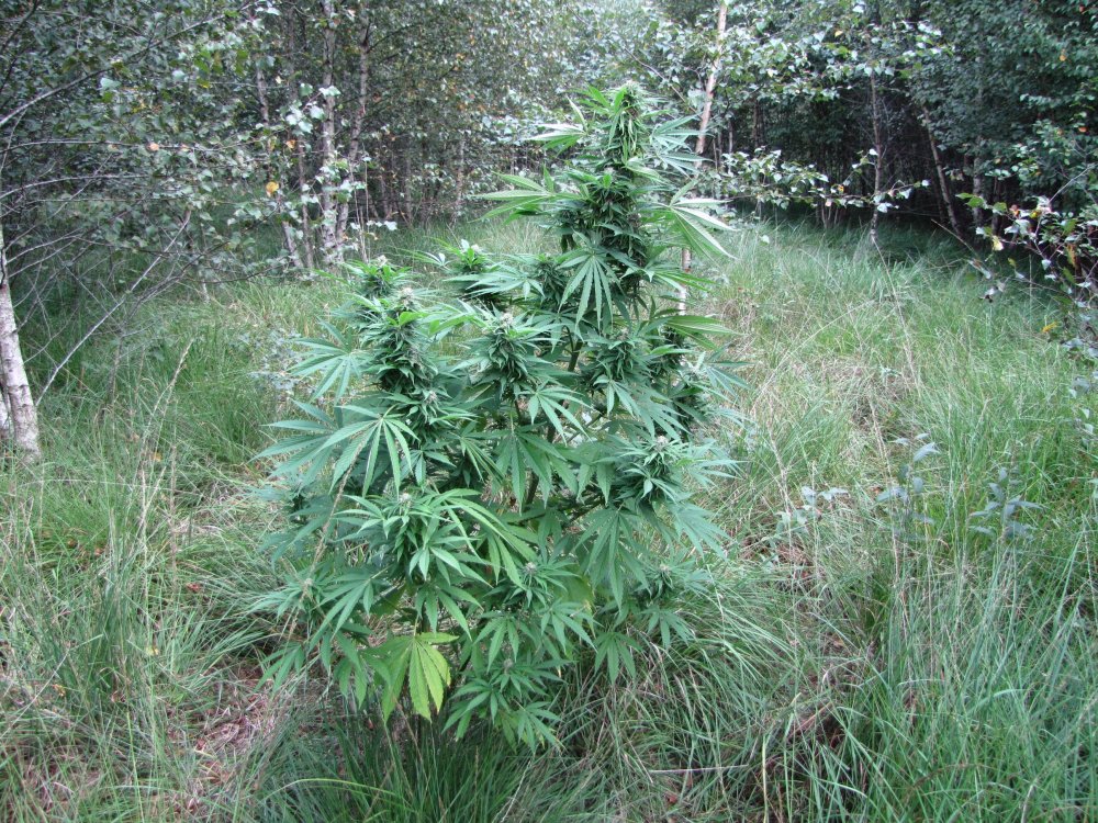 hideandseed.nl-nasiona marihuany 3.JPG