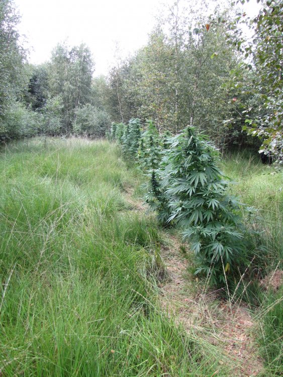hideandseed.nl-nasiona marihuany.JPG