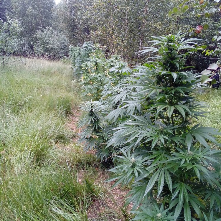 hideandseed.nl-nasiona marihuany 6.jpg