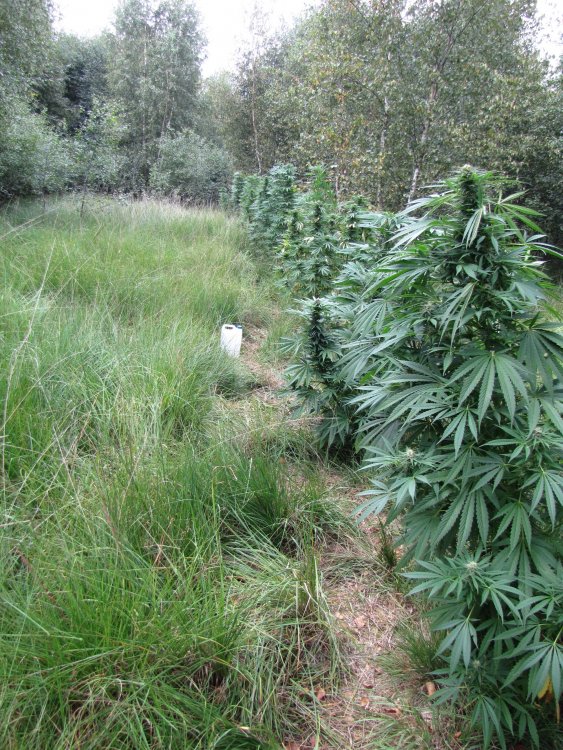hideandseed.nl-nasiona marihuany 9.JPG