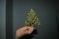 top bad kwiat marihuana.JPG