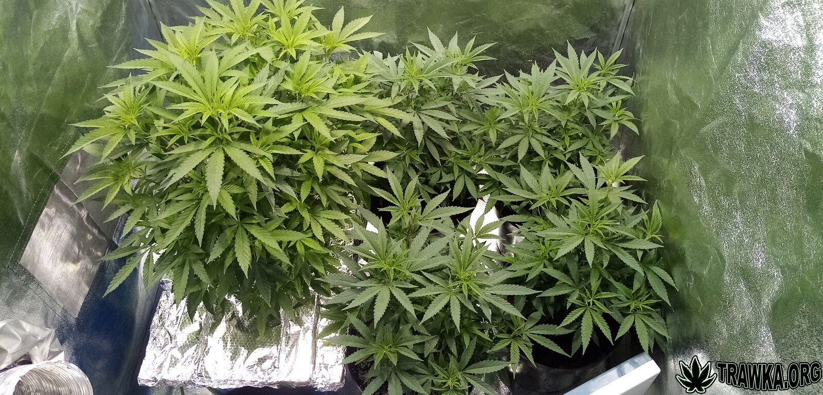 HPS 600W | Critical King | DWC