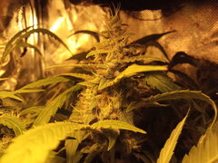 IMG_20200826_062535_3.jpg