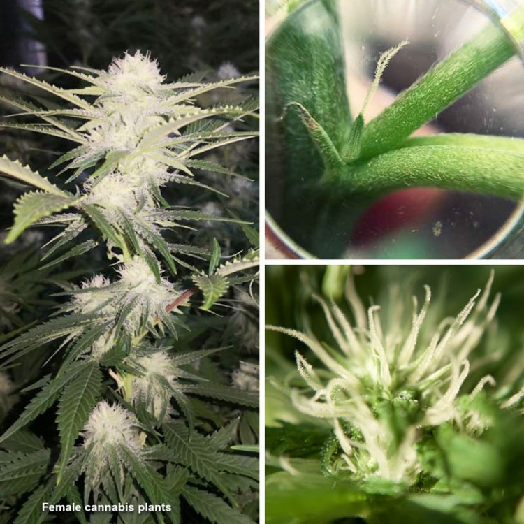 female-cannabis-plants.jpg