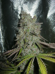 No name,Shiva skunk,Bubba's Gift ,Blueberry.JPG