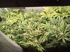 IMG_20210122_090353_271.jpg