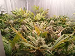 IMG_20210129_065511_497.jpg