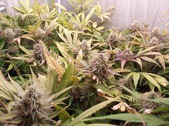 IMG_20210205_081539_975.jpg