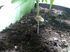 IMG_20210207_115302_794.jpg