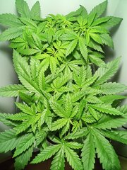 IMG_20210219_052010_591.jpg