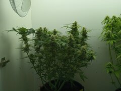 Ak_472_Auto