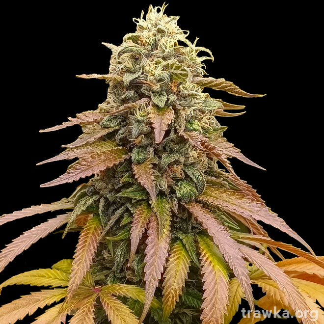 Ganja Farmer