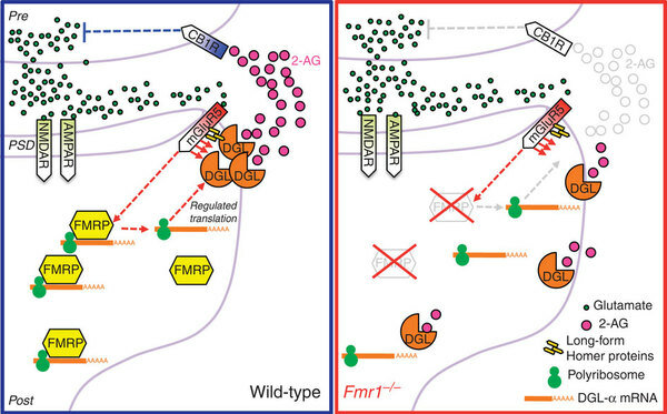 2.-A-diagram-showing-the-normal-transmission-of-FMRP-left-and-that-of-FXS-positive-mice-right-©-Nature.com_.jpg