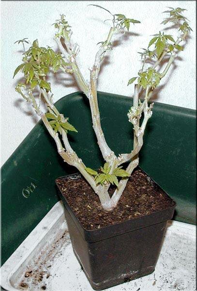 8887bonsai7.jpg