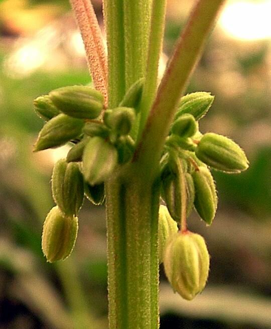 Cannabis_male_flowers.JPG