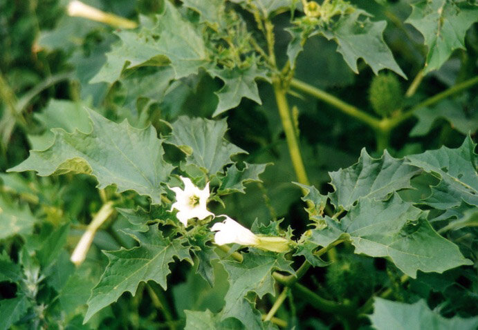 Datura_stramonium_2000.jpg