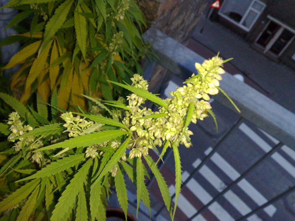 Flowering_male_marijuana_plant.jpg