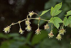 Humulus_lupulus_070805.jpg