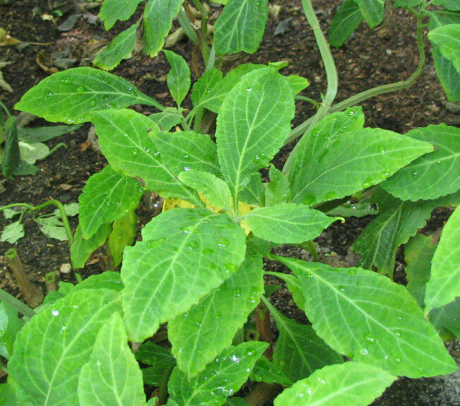 Salvia_divinorum_-_Herba_de_Maria.jpg